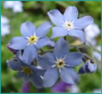 forget me nots